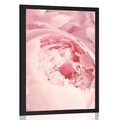 POSTER FLOWER PETALS - FLOWERS - POSTERS