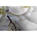 CANVAS PRINT ORCHID ON AN ABSTRACT BACKGROUND - PICTURES FLOWERS - PICTURES