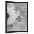POSTER MAGICAL DANDELION IN BLACK AND WHITE - BLACK AND WHITE - POSTERS