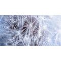 CANVAS PRINT MACRO DANDELION - PICTURES FLOWERS - PICTURES