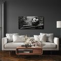 WANDBILD RUHIGER PANDA IN DER NATUR - BILDER TIERE - BILDER