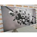 CANVAS PRINT BLOSSOMING CHERRY BRANCH IN BLACK AND WHITE - BLACK AND WHITE PICTURES - PICTURES