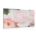 CANVAS PRINT FULL OF ROSES - PICTURES FLOWERS - PICTURES