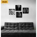 CANVAS PRINT SET WILD ANIMALS IN BLACK AND WHITE - SET OF PICTURES - PICTURES