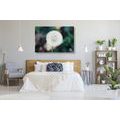 CANVAS PRINT WHITE FLUFFY DANDELION HAT - PICTURES FLOWERS - PICTURES