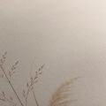 CANVASTAVLA SKIRA GRÄS I BEIGE TONER - TAVLOR MED GRÄS - TAVLOR