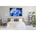 CANVAS PRINT WILD BLUE FLOWERS - PICTURES FLOWERS - PICTURES