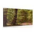 CANVAS PRINT GREEN FOREST - PICTURES OF NATURE AND LANDSCAPE - PICTURES