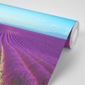 SELF ADHESIVE WALL MURAL ENDLESS LAVENDER FIELD - SELF-ADHESIVE WALLPAPERS - WALLPAPERS