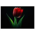 TABLEAU SUR TOILE – ÉLÉGANCE DES TULIPES ROUGES - TABLEAUX - 🔥 VENTE TOTALE