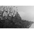 CANVAS PRINT TREE IN THE FORM OF A FACE - BLACK AND WHITE PICTURES - PICTURES