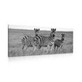 WANDBILD DREI ZEBRAS IN DER SAVANNE IN SCHWARZ-WEISS - SCHWARZ-WEISSE BILDER - BILDER