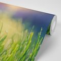 SELF ADHESIVE WALLPAPER DEW ON THE MEADOW - SELF-ADHESIVE WALLPAPERS - WALLPAPERS