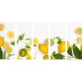 5-PIECE CANVAS PRINT MIX OF CITRUS FRUITS - PICTURES OF FOOD AND DRINKS - PICTURES