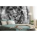 SELF ADHESIVE WALLPAPER BLACK AND WHITE VIEW OF A LION - SELF-ADHESIVE WALLPAPERS - WALLPAPERS