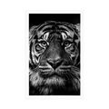 POSTER TIGER IN BLACK AND WHITE - BLACK AND WHITE - POSTERS