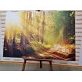 CANVAS PRINT SUN RAYS IN THE FOREST - PICTURES OF NATURE AND LANDSCAPE - PICTURES