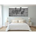 CANVAS PRINT THREE ZEBRAS IN THE SAVANNAH IN BLACK AND WHITE - BLACK AND WHITE PICTURES - PICTURES