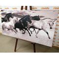 CANVAS PRINT HERD OF HORSES IN BLACK AND WHITE - BLACK AND WHITE PICTURES - PICTURES