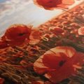 TABLEAU SUR TOILE – COQUELICOTS AU COUCHER DU SOLEIL - TABLEAUX DE CHAMPS ET PRAIRIES - TABLEAUX