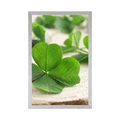 POSTER GREEN FOUR-LEAVE CLOVERS - NATURE - POSTERS