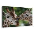 OBRAZ NĚŽNÝ DOTEK ŽIRAF - OBRAZY ZEBRY A ŽIRAFY - OBRAZY