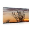 CANVAS PRINT TREE BRANCHES IN THE SUNSET - PICTURES OF NATURE AND LANDSCAPE - PICTURES