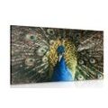 WANDBILD PFAU IN VOLLER PRACHT - BILDER TIERE{% if product.category.pathNames[0] != product.category.name %} - BILDER{% endif %}