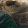WANDBILD WASSERSPASS MIT OTTER - BILDER TIERE - BILDER