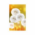 POSTER FLUFFY DANDELION - FLOWERS - POSTERS
