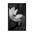 POSTER GENTLE LOTUS FLOWER IN BLACK AND WHITE - BLACK AND WHITE - POSTERS