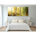 5-PIECE CANVAS PRINT SUN RAYS IN THE FOREST - PICTURES OF NATURE AND LANDSCAPE - PICTURES