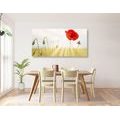 CANVAS PRINT WILD POPPY - PICTURES FLOWERS - PICTURES