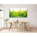 CANVAS PRINT GRASS BLADES IN GREEN DESIGN - PICTURES - 🔥 TOTAL SALE 🔥