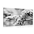 TABLEAU SUR TOILE – FLEUR DE CERISIER EN NOIR ET BLANC - TABLEAUX EN NOIR ET BLANC - TABLEAUX