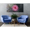 CANVAS PRINT CHARMING LOTUS FLOWER - PICTURES FLOWERS - PICTURES