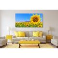 WANDBILD FELD MIT SONNENBLUMEN - BILDER BLUMEN - BILDER