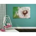 CANVAS PRINT DANDELION SEEDS - PICTURES FLOWERS - PICTURES