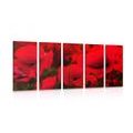 5-PIECE CANVAS PRINT FIELD OF WILD POPPIES - PICTURES FLOWERS{% if product.category.pathNames[0] != product.category.name %} - PICTURES{% endif %}