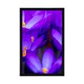 AFFICHE FLORAISON SAFRAN VIOLET - FLEURS - AFFICHES