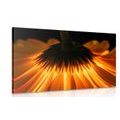 CANVAS PRINT GERBERA ON A DARK BACKGROUND - PICTURES FLOWERS - PICTURES