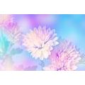 CANVAS PRINT CHRYSANTHEMUM FLOWER - PICTURES FLOWERS - PICTURES