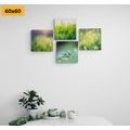 CANVAS PRINT SET MORNING DEW ON A MEADOW - SET OF PICTURES - PICTURES