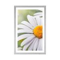 POSTER MIT PASSEPARTOUT MARGERITEN-BLÜTEN - BLUMEN{% if product.category.pathNames[0] != product.category.name %} - GERAHMTE POSTER{% endif %}