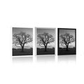 POSTER ENCHANTING TREE IN BLACK AND WHITE - BLACK AND WHITE - POSTERS