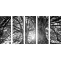 5-PIECE CANVAS PRINT BLACK AND WHITE MAJESTIC TREES - BLACK AND WHITE PICTURES - PICTURES