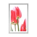 POSTER WITH MOUNT RED FIELD TULIPS - FLOWERS - POSTERS