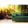 SELF ADHESIVE WALL MURAL SUN RAYS IN THE FOREST - SELF-ADHESIVE WALLPAPERS - WALLPAPERS