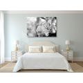 CANVAS PRINT LILY FLOWER ON AN ABSTRACT BACKGROUND IN BLACK AND WHITE - BLACK AND WHITE PICTURES - PICTURES