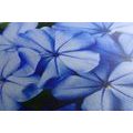 CANVAS PRINT WILD BLUE FLOWERS - PICTURES FLOWERS - PICTURES